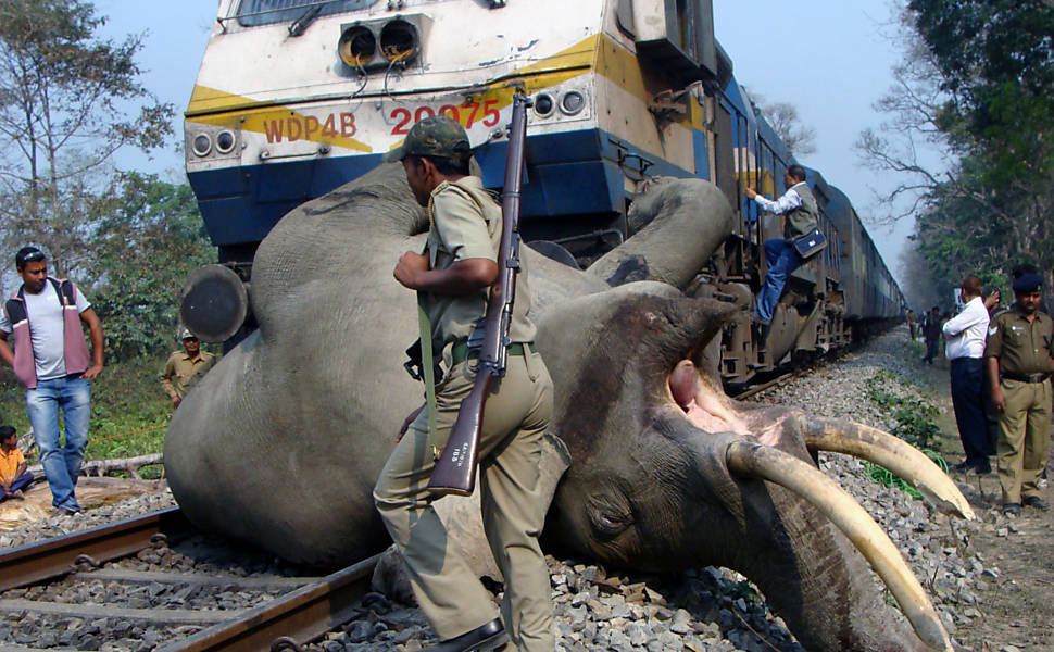 Elefante é atropelado por trem na India